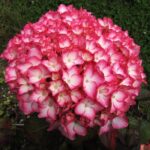 Hydrangea macrophylla Sabrina