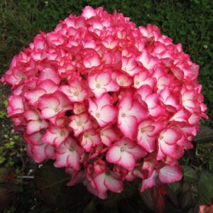 Hydrangea macrophylla Sabrina
