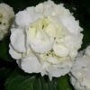 Hydrangea macrophylla Snowball