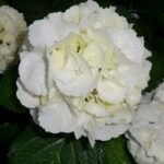 Hydrangea macrophylla Snowball