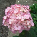 Hydrangea serrata Preziosa