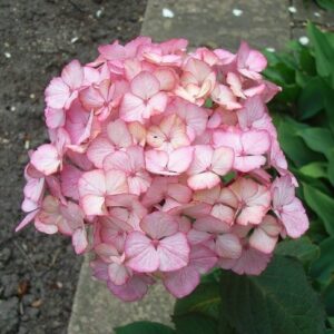 Hydrangea serrata Preziosa