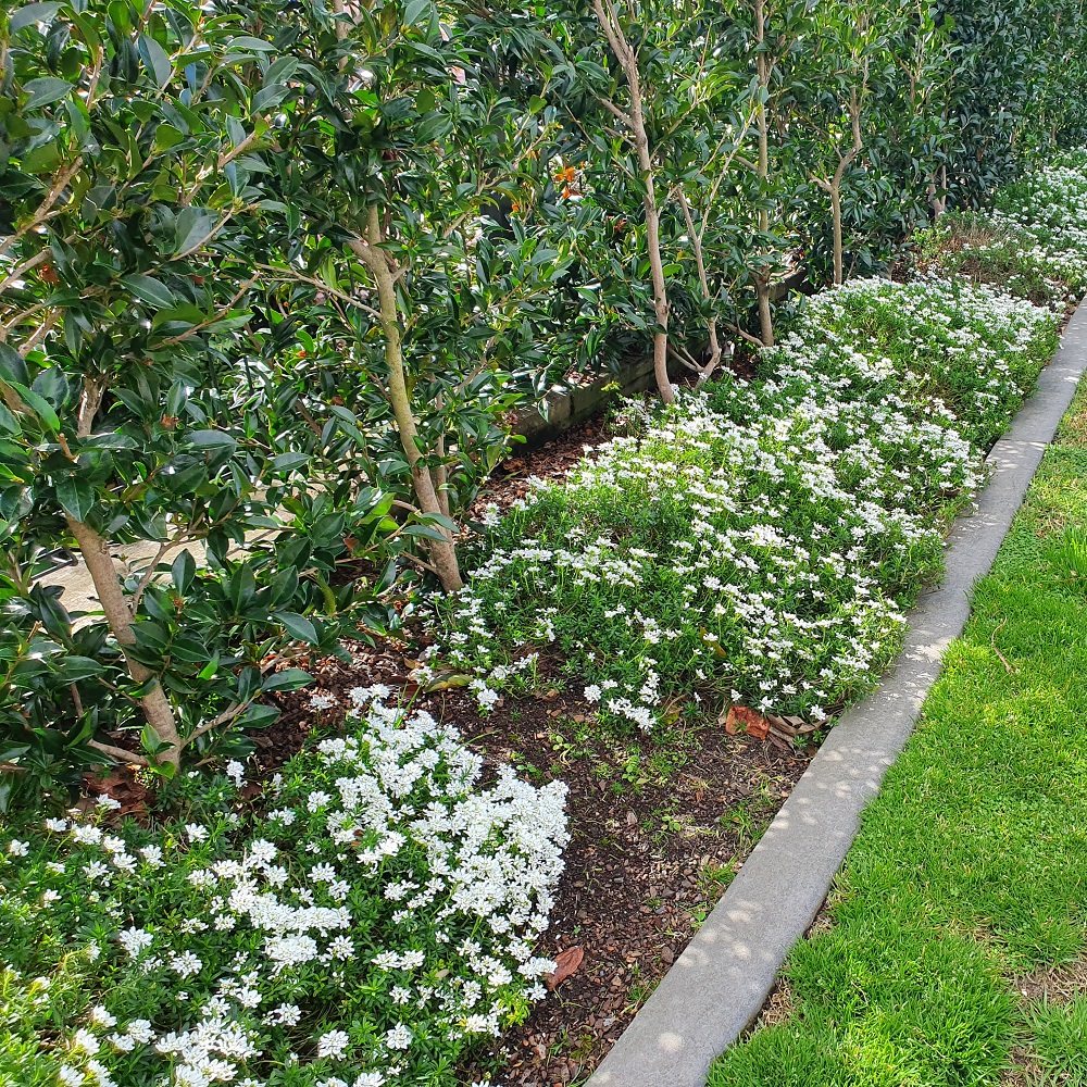 Iberis sempervirens - Image 2