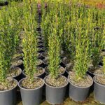 1.5 litre HP, 300-500mm