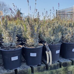 Lavender Hidcote Purple