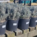 Lavender Munstead Dwarf