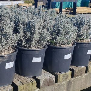Lavender Munstead Dwarf
