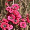 Leptospermum Burgundy Queen