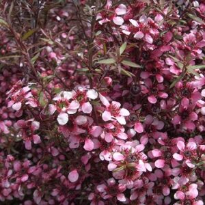 Leptospermum nana Elizabeth Jane