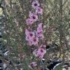 Leptospermum Wiri Adrienne