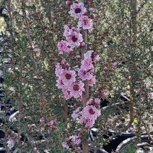 Leptospermum Wiri Adrienne