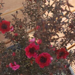 Leptospermum Wiri Kerry
