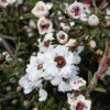 Leptospermum Wiri Linda