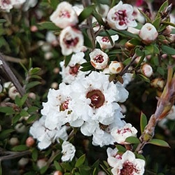 Leptospermum Wiri Linda