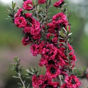 Leptospermum Crimson Glory