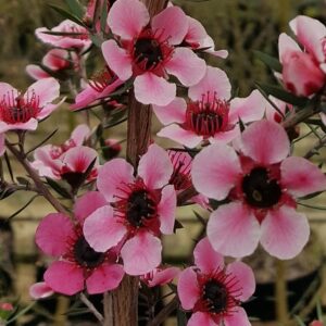 Leptospermum Martinii