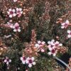 Leptospermum nana Kea