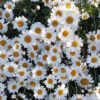 Leucanthemum Sparkles