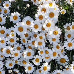 Leucanthemum Sparkles
