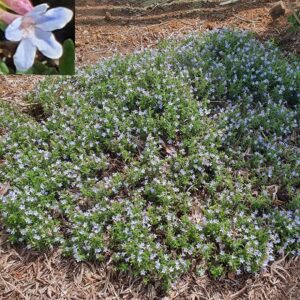 Lithodora diffusa Crystal Blue