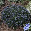 Lithodora diffusa Star