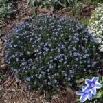 Lithodora diffusa Star