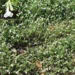 Lithodora diffusa Snow Carpet