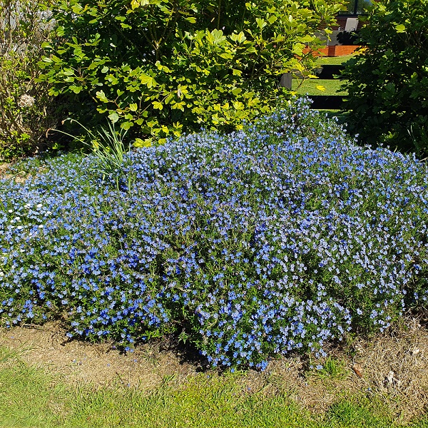 Lithodora diffusa Star - Image 2