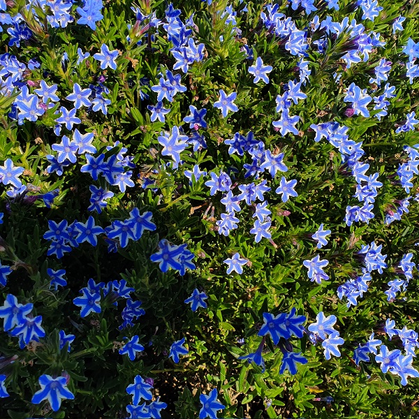 Lithodora diffusa Star - Image 3
