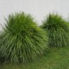 Lomandra Lime Tuff