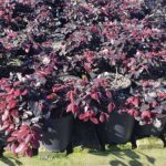 Loropetalum Plum Delight