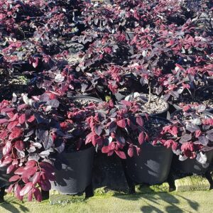 Loropetalum Plum Delight