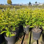 2.5 litre HP 200-500mm