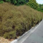 Muehlenbeckia astonii