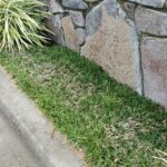 Ophiopogan japonica Nana