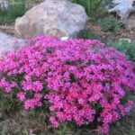Phlox subulata