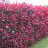 Photinia Red Robin
