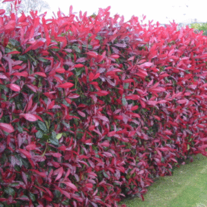 Photinia Red Robin