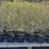 Pittosporum Katie