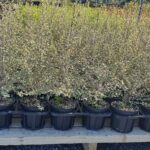Pittosporum Katie