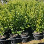 Pittosporum tenuifolium Mountain Green