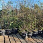 Plagianthus betulinus