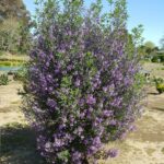 Prostanthera incisa Roseus