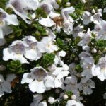 Prostranthera cuneata