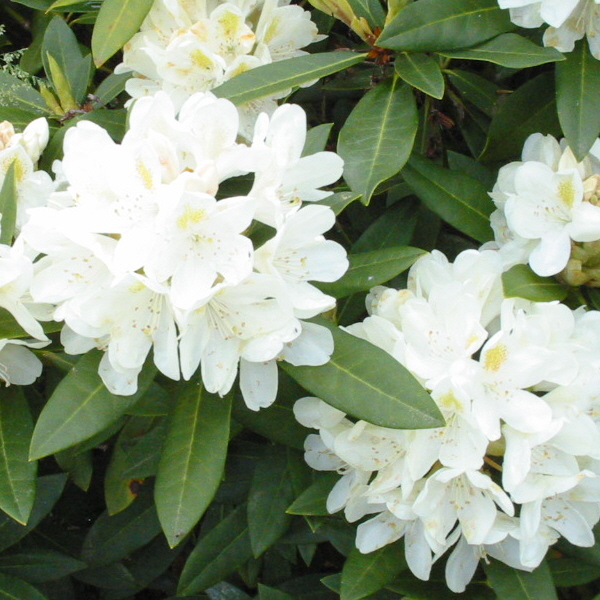 Rhododendron Lemon Ice - Image 2