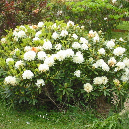 Rhododendron Lemon Ice - Image 3