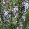 Rosmarinus officinalis Tuscan Blue