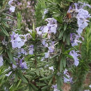 Rosmarinus officinalis Tuscan Blue