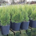 2.5 Litre HP, 200-500mm