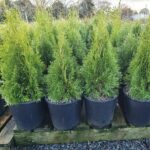 6 Litre HP, 500-800mm